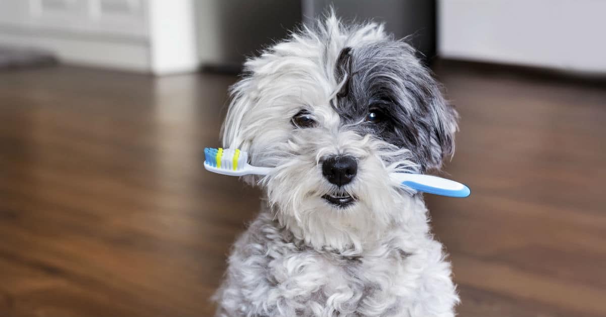 Protecting Your Toothbrush From Bacteria On The Go